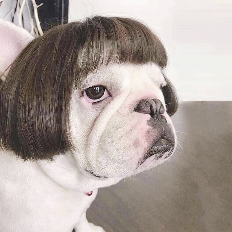 High-Temperature Silk Wig for Cats